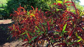 Codiaeum variegatum  Garden Croton [upl. by Entsirhc97]