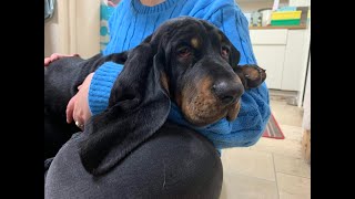 Black and Tan Coonhound puppies and our first week with Otis [upl. by Nylrac899]