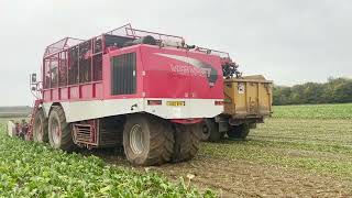 Lifting sugar beet Vervaet Evo Beet Eater 625 with sound [upl. by Nyraa]