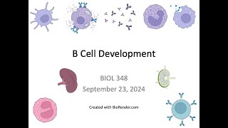 Immunology Fall 2024 Lecture 13 B cell Development [upl. by Dionysus]