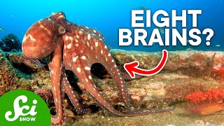 Why Are Octopi So Insanely Intelligent [upl. by Ekal]