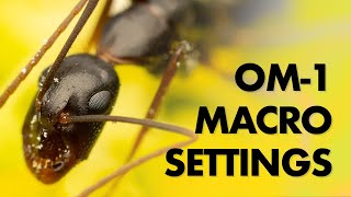 My Olympus Macro Photography Settings OM1 [upl. by Nosittam264]