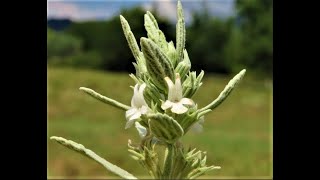 Marrubium peregrinum horehound by Theo [upl. by Haynes]