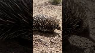 Echidna digging in the dirt [upl. by Uriah732]