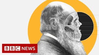 Theory of Evolution How did Darwin come up with it  BBC News [upl. by Chemesh]