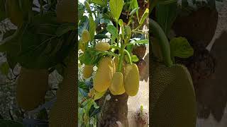 Jackfruit tree 🌳 jackfruit nature explorethebeautyofnature morningvibes naturelovers tree [upl. by Leiser]