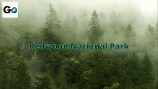 Redwood National Park [upl. by Aryek]