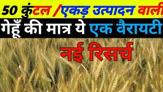 भारत में सबसे ज्यादा उत्पादन वालीं गेहूं की मात्र ये 1 वैरायटी  gehu ki top variety  gehu ki kheti [upl. by Hajidak]