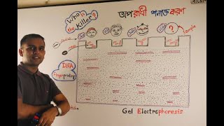 পরিপাক ও শোষণ  Gastric Glands  Zymogen amp Zymogenic cell  Dr Razib Hossain Sarkar [upl. by Nnaes893]