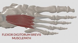 Flexor Digitorum Brevis Musclepath 3D Animation [upl. by Lenehc757]