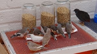 Zebra Finch Feeders [upl. by Aelram786]