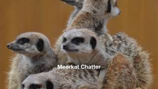 Meerkat Chatter [upl. by Idette114]