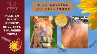 🐴🌞 Hitzetipps für Dein Pferd HufrehePrävention amp Insektenplage [upl. by Enneicul]