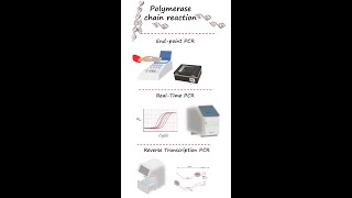 Endpoint PCR realtime PCRqPCR and reverse transcription PCR RTPCR in under 3 minutes [upl. by Chevy]