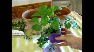 COMMENT PLANTER DES FRAISIERS EN POT POUR BALCON PARTIE 1 [upl. by Eiznikcm651]