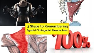 3 steps to remembering agonist antagonist muscle pairs [upl. by Gan]