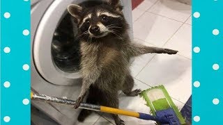 Best Cute Raccoon Video Compilation Funny Baby And Pet [upl. by Margret]