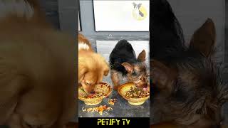 Cute Puppies Enjoying Their Meals 🥰🍽️ Food Review dog puppy shorts review dogvideo cute Food [upl. by Nwahsat]