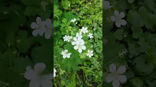 WaldStorchschnabel Geranium sylvaticum Gartenexpedition shorts naturgarten gartenliebe [upl. by Shandeigh550]