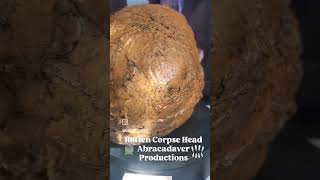 Rotten Corpse Head By Abracadaver Productions abracadaver corpse halloweenprop prop [upl. by Diehl577]