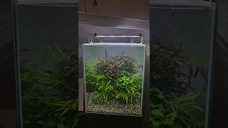 AQUARIUM PLANT CARE aquariumplants aquascaping aquaticplants fishtank plantedaquarium plants [upl. by Virendra]