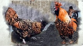 Поёт Павловский Петух и Курочки Рябы Pavlov Rooster Singing [upl. by Ot602]