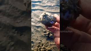 Clams digging marinelife asmr shorts seashell clamdigging clamshell marinelife sealife fyp [upl. by Assirolc168]