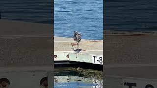 Heron Fishing on Lopez Island  UpClose Wildlife Encounter [upl. by Blank]