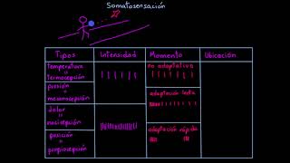 Sistema somatosensorial  Procesar el entorno  Khan Academy en Español [upl. by Naashom713]