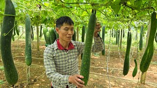 Harvesting Giant Squash Goes To Market sell  Pet Care  Solo Survival [upl. by Biagio]