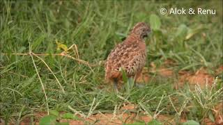 Barred Buttonquail  female in habitat  Amazing Wildlife of India by Renu Tewari and Alok Tewari [upl. by Norwood]