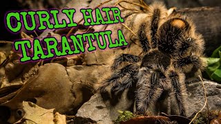 Curly Hair Tarantula Natures Masterpiece of Adaptation  Tliltocatl albopilosus [upl. by Matt]