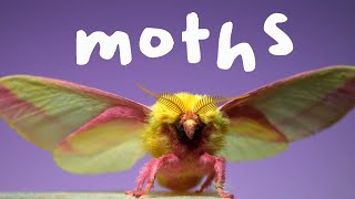 7 Spectacular Moths in Slow Motion [upl. by Ahsal]