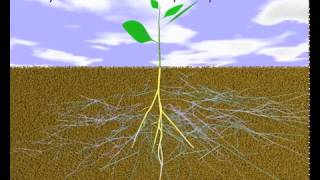 Mycorrhiza I – Mycorrhiza and the Environment By Earomite Agro ChemInd Rajkot [upl. by Rolyat703]