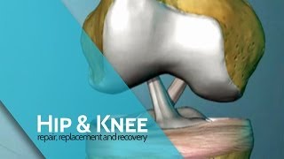 The Anterior Cruciate Ligament What is it amp what does it do  ACL Surgery [upl. by Alyakam]