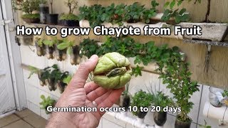 How to grow Chayote from Fruit step by step [upl. by Teak]