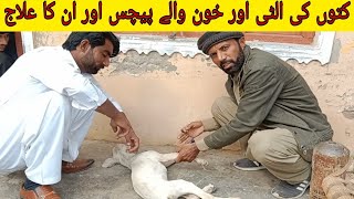 کتوں کی الٹی اور خون والے پیچس اور ان کا علاج [upl. by Lucian219]