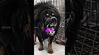 The Lion Dog 😈  tibetanmastiff [upl. by Olodort]