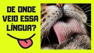 PARA QUE SERVE OS quotESPINHOSquot NA LÍNGUA DOS GATOS [upl. by Zirkle]