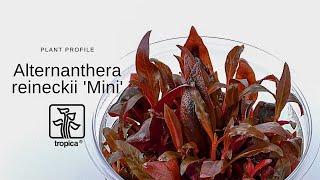 Alternanthera reineckii Mini [upl. by Sumahs]