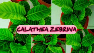 HOW TO GROW AND CARE CALATHEA ZEBRINA  CALATHEA ZEBRINA PLANT CARE 🌿🍃 [upl. by Eckmann]