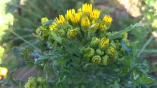 Ragwort Jacobaea vulgaris syn Senecio jacobaea  Tansy Ragwort  20120613 [upl. by Reine635]