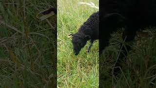 Lamb  Young Black Ouessant Sheep 🐑 [upl. by Ainimre]