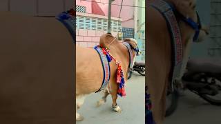 BALAGAL ULA BIKAMALIHII cow ytshorts bakraeidspecial bakra [upl. by Nereus440]