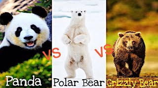 Giant Panda vs Black Bear  Grizzly Bear vs Polar Bear  Panda vs bear vs polar bear  Bear video14 [upl. by Coy]