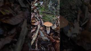 Boletus edulisOktober 5th shorts new nature forest trending viralshort foryou wood porcini [upl. by Lissy]