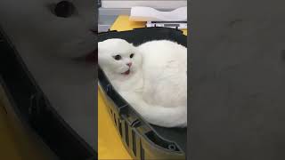 Screaming cat shortvideo cat foryou funny cute [upl. by Baruch]