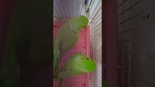 Indian ringneck parrot talkingbrid parrot trending shortvideos [upl. by Akiras416]