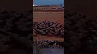 KOYUNLARIN EVE DÖNÜŞÜ shorts villagelife sheep asmrsounds [upl. by Rains677]