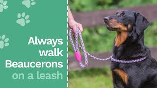 Beauceron 101 Everything You Need to Know About This Amazing Dog Breed [upl. by Palua573]